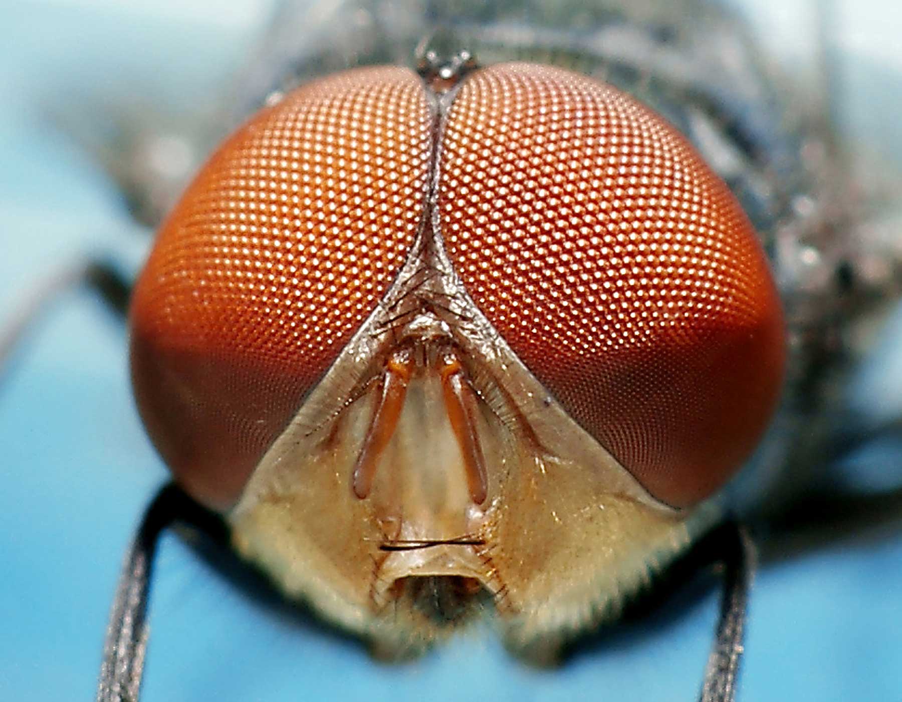 Fly Pest Control North Carolina, South Carolina, & Georgia