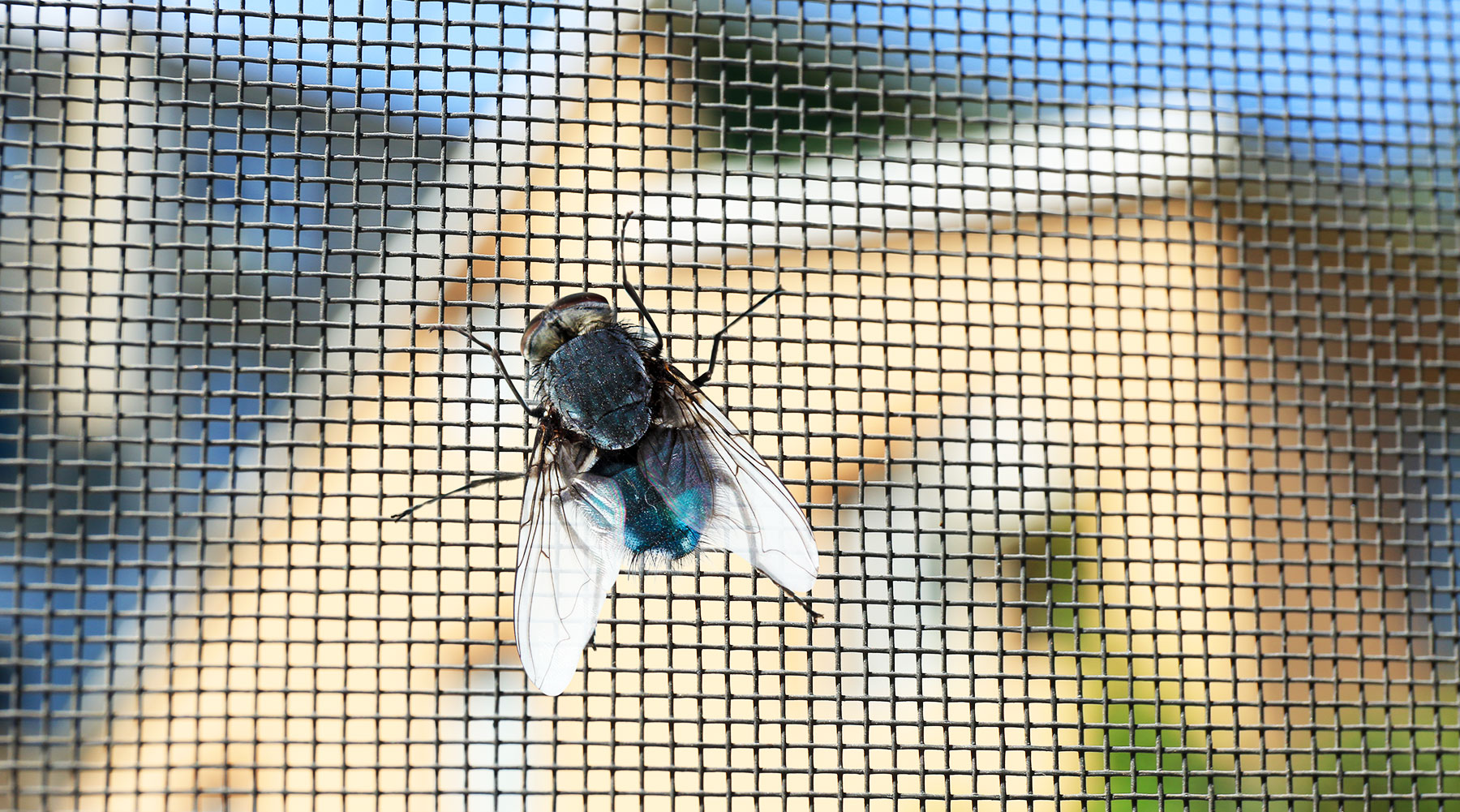House Flies or Cluster Flies in South Carolina, North Carolina, & Georgia