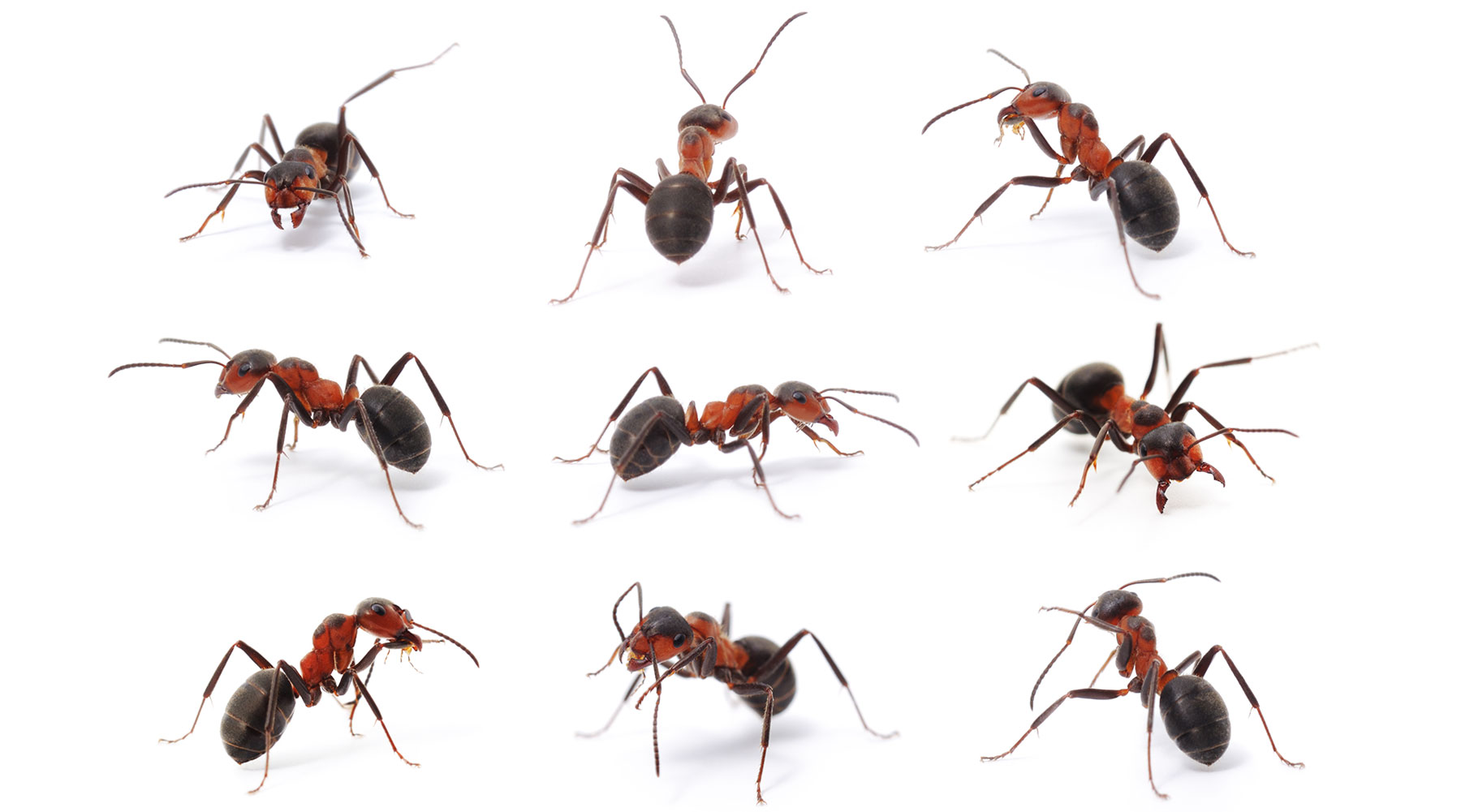 Ant Identification in South Carolina, North Carolina, & Georgia