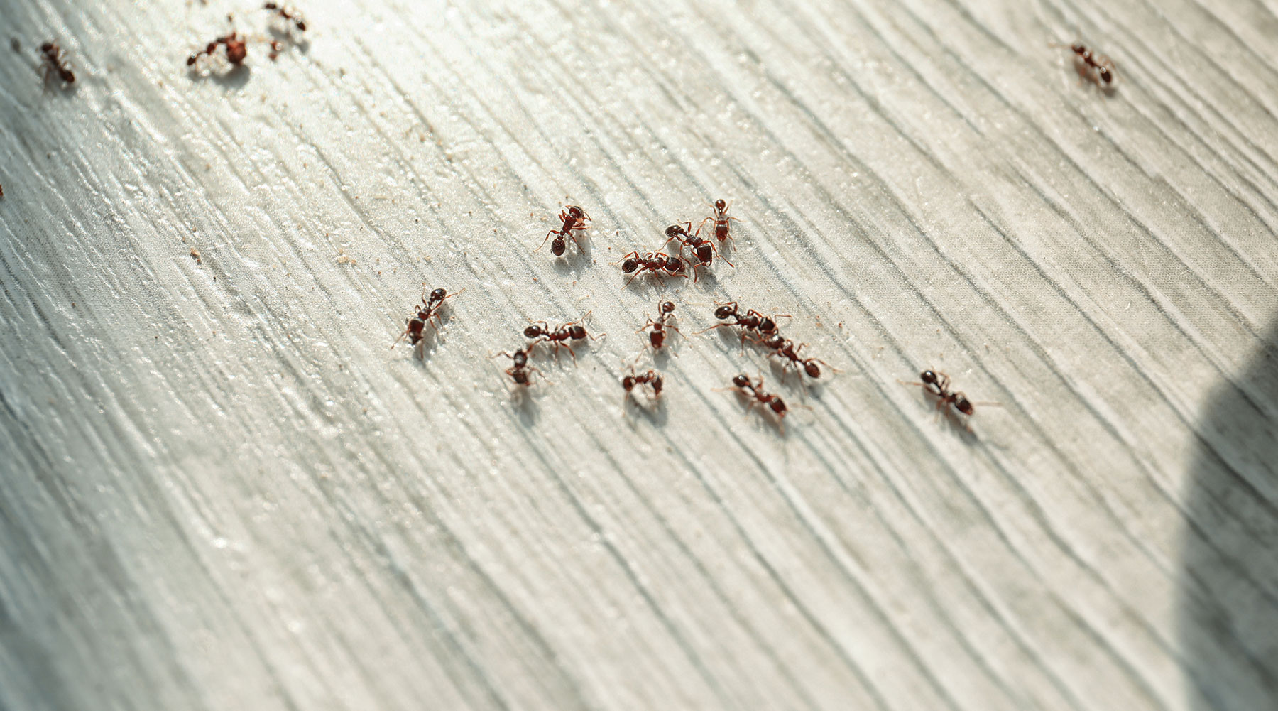 Ant Infestations in South Carolina, North Carolina, & Georgia