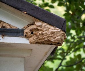 Hornet nest hanging near the roofline of a home