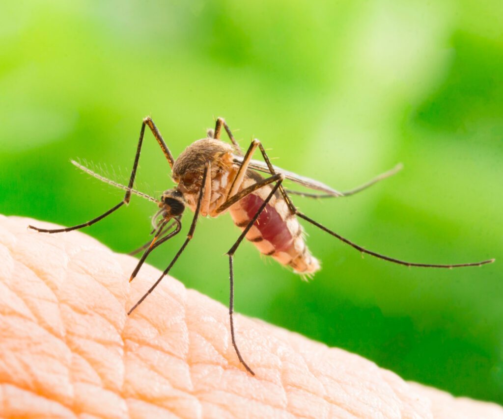 Mosquito biting a person