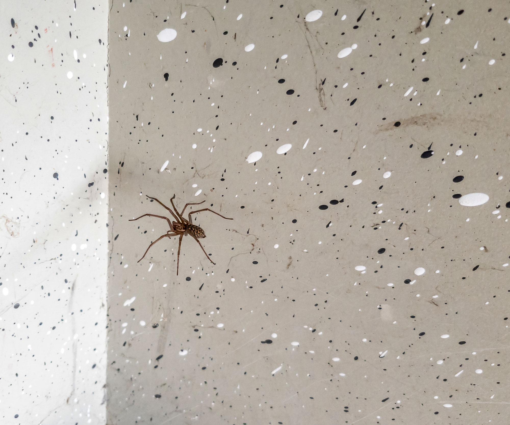 A house spider on the wall