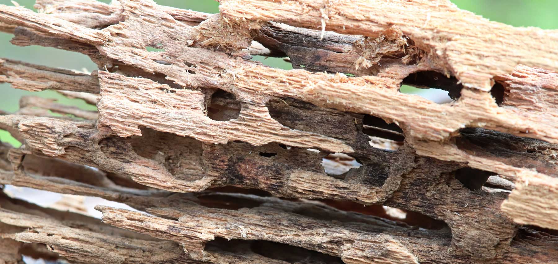 Wood Destroying Ants in South Carolina, North Carolina, & Georgia