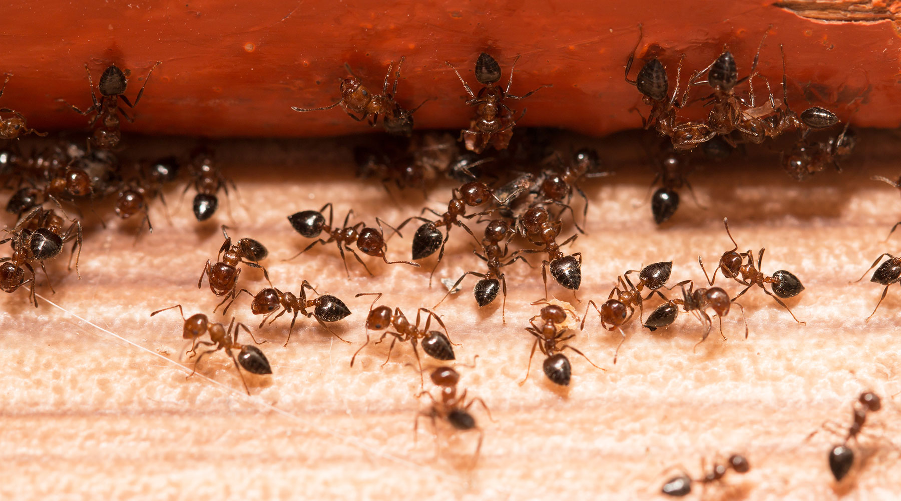 Ant Extermination Costs in South Carolina, North Carolina, & Georgia