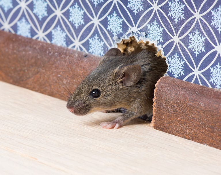 How to Keep Mice and Rats Out of Your Home in South Carolina, North Carolina, & Georgia
