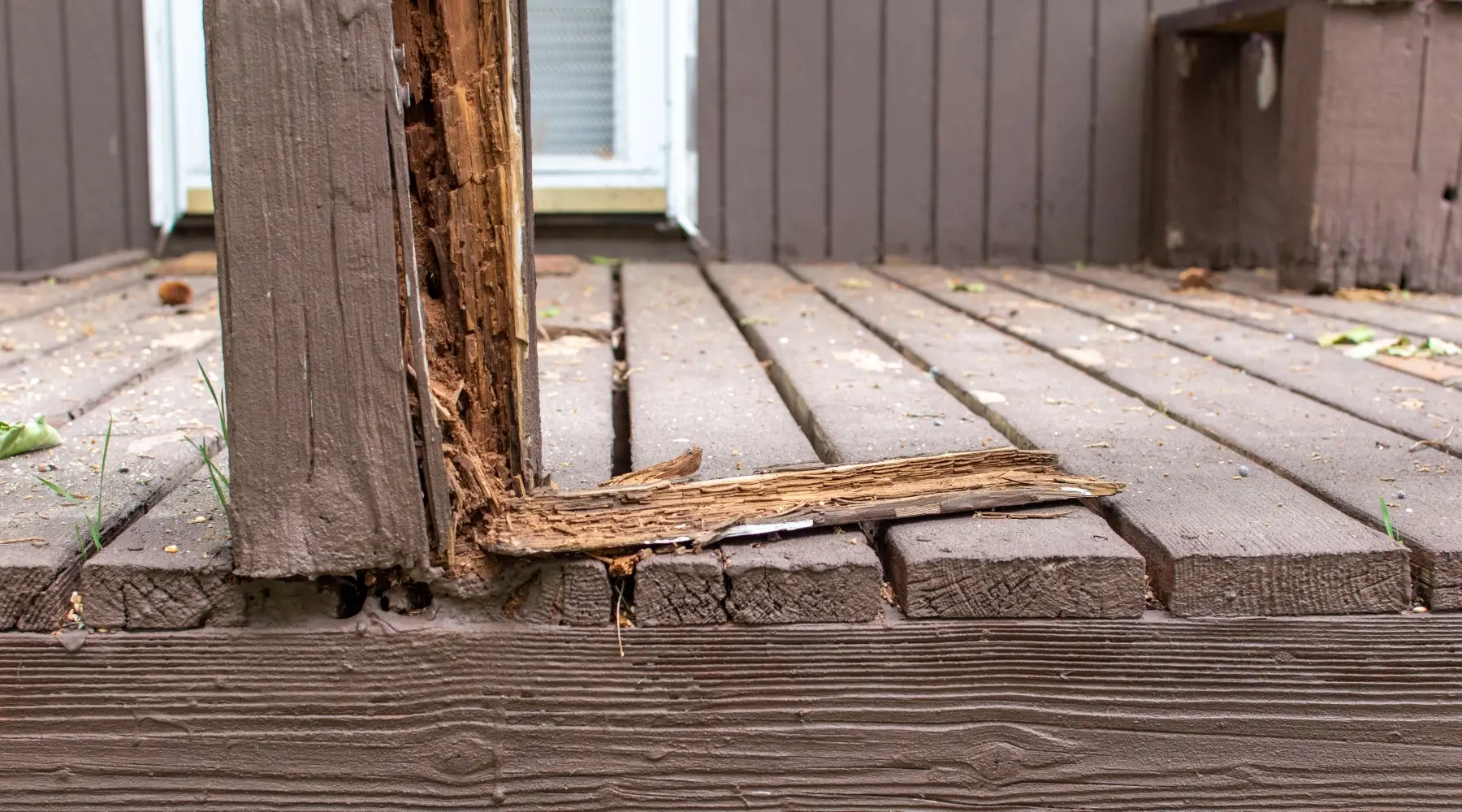 Termite Infestation Signs in South Carolina, North Carolina, & Georgia