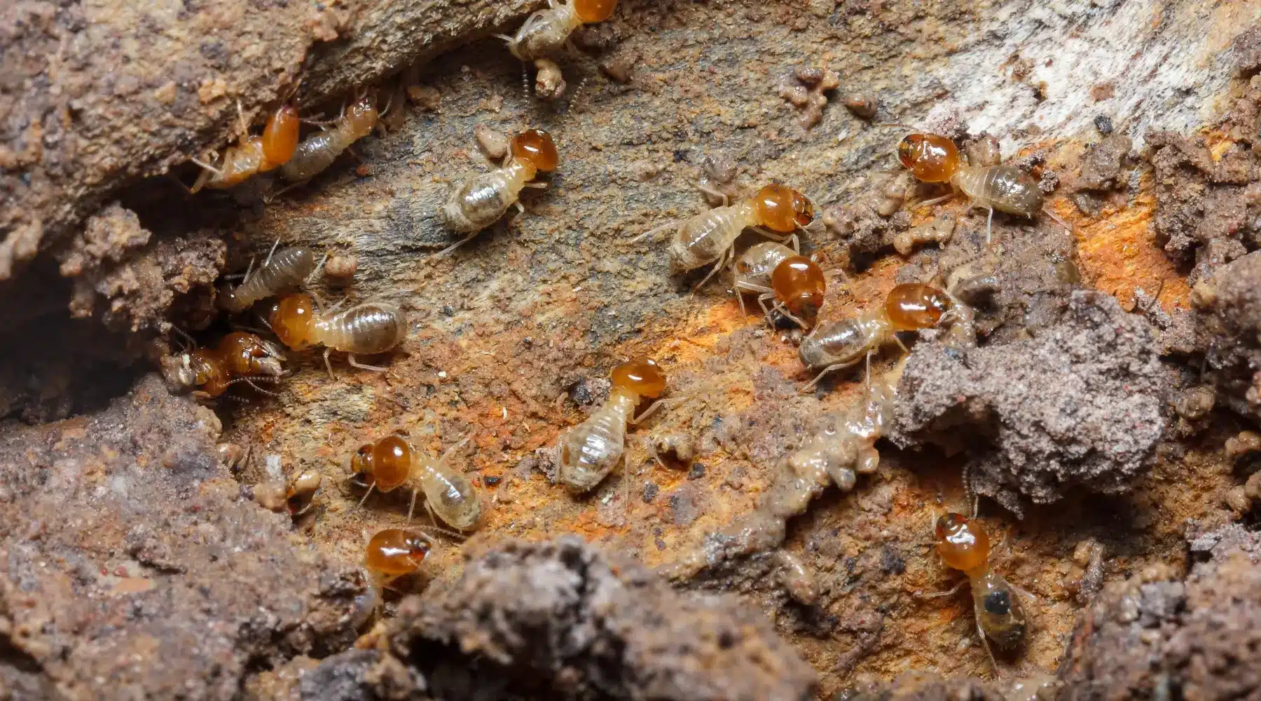 Pre-Construction Termite Prevention in South Carolina, North Carolina, & Georgia
