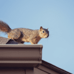 Squirrel on home's roof