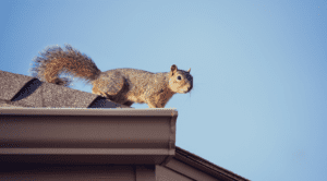 Squirrel on home's roof