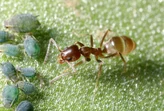 learn how to identify argentine ants, one of the most common ants in the southeast