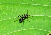 learn how to identify black ants, one of the most common ants in the southeast