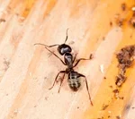 learn how to identify carpenter ants, one of the most common ants in the southeast