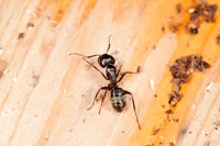 learn how to identify carpenter ants, one of the most common ants in the southeast