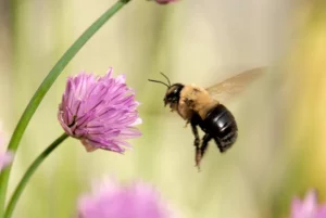 Bumblebee gathering pollen from a flower