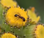 one of the most common ants in the southeast usa, learn how to identify field ants (formica ants)