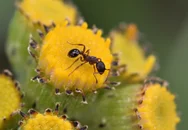 one of the most common ants in the southeast usa, learn how to identify field ants (formica ants)