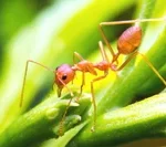 learn how to identify fire ants, one of the most common ants in the southeast