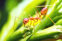 learn how to identify fire ants, one of the most common ants in the southeast