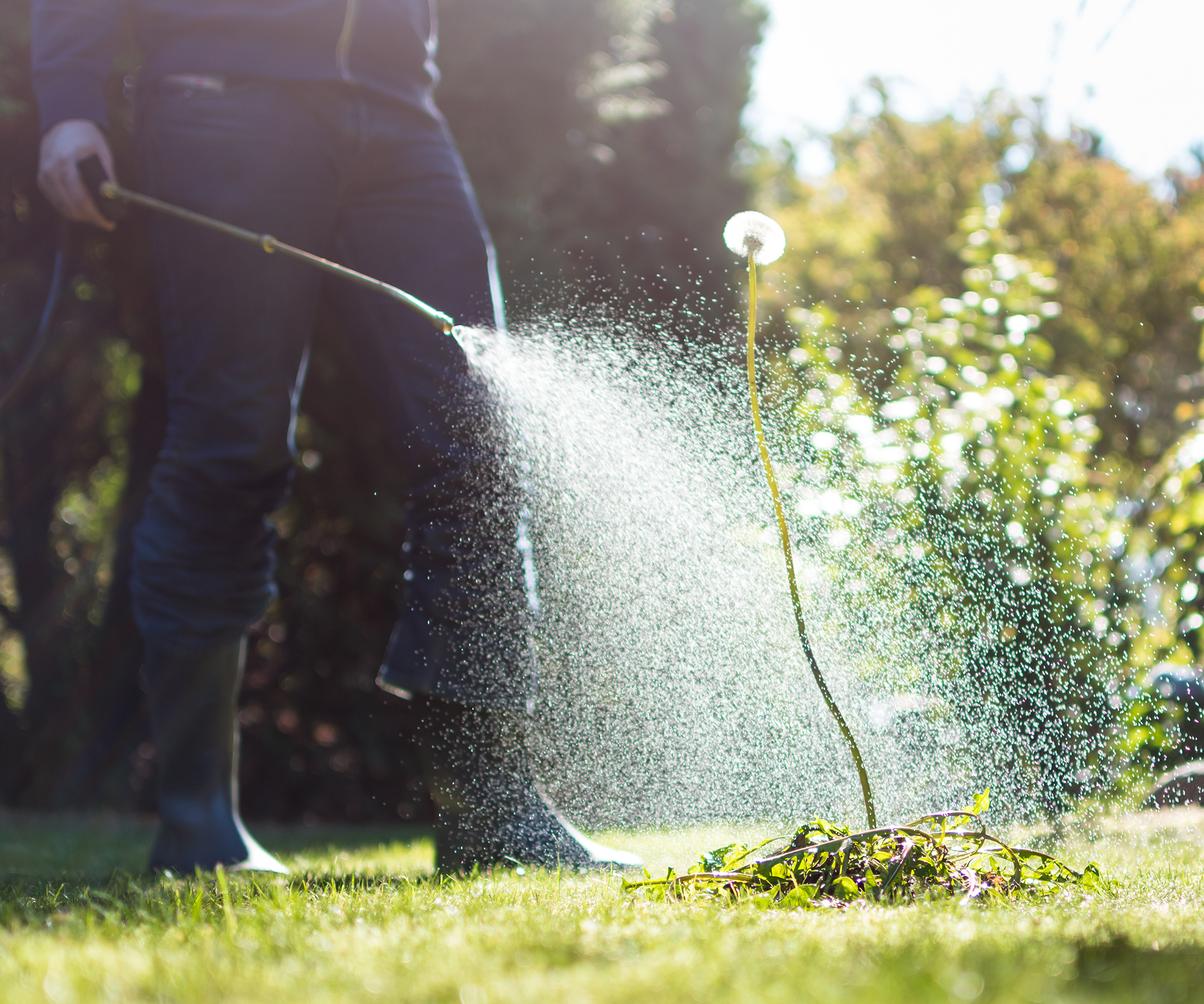 Weed Control Service in South Carolina, North Carolina, Georgia and Florida by Rocket Pest Control