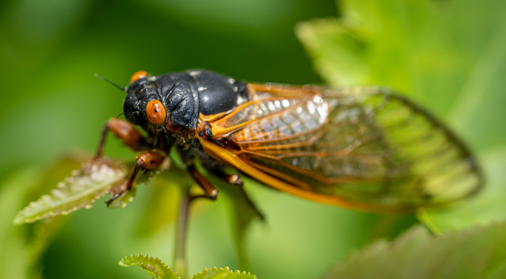 Preparing for Cicadas