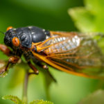 Closeup of a cicada in backyard of Collins Georgia homeowner caught unprepared - get tips on how to prepare for cicada season here