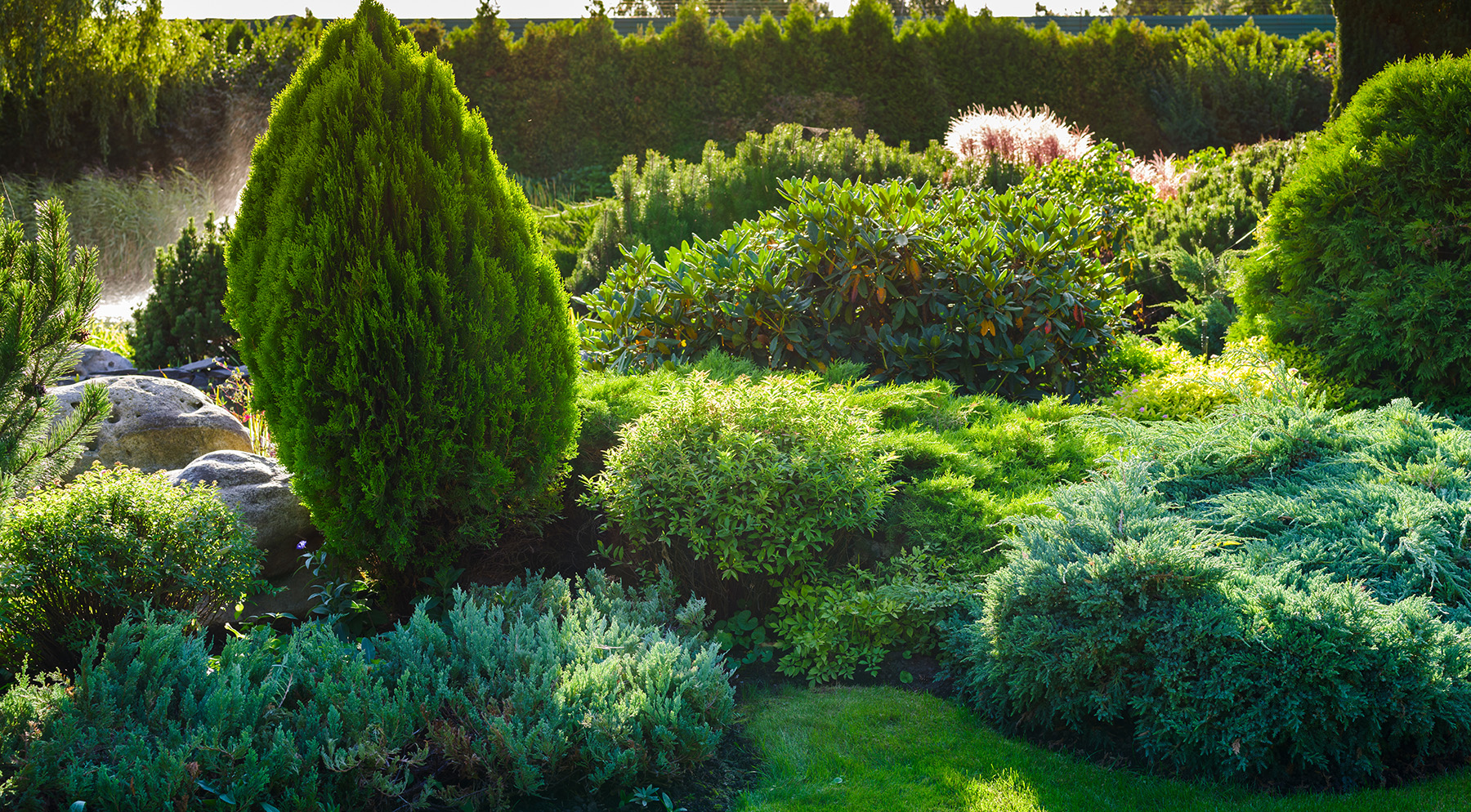 Shrub Care Service in South Carolina, North Carolina, & Georgia