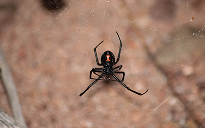 Black widow, a venomous spider in the southeastern us, with characteristic red hourglass marking, found outside south carolina house