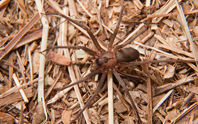 Brown recluse, a venomous spider found in georgia, with characteristic violin marking on its back