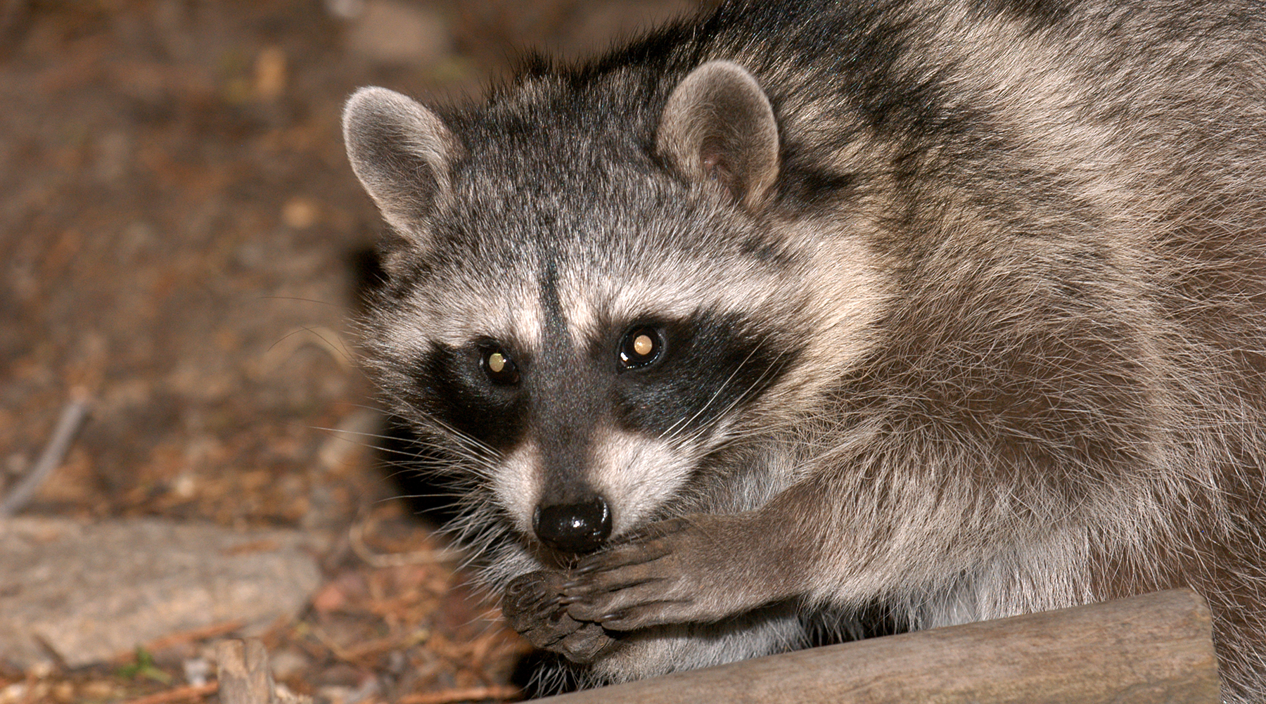 How Can You Tell If a Raccoon Has Rabies? in South Carolina, North Carolina, & Georgia