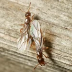 Closeup of Flying Ants on a Wood Background