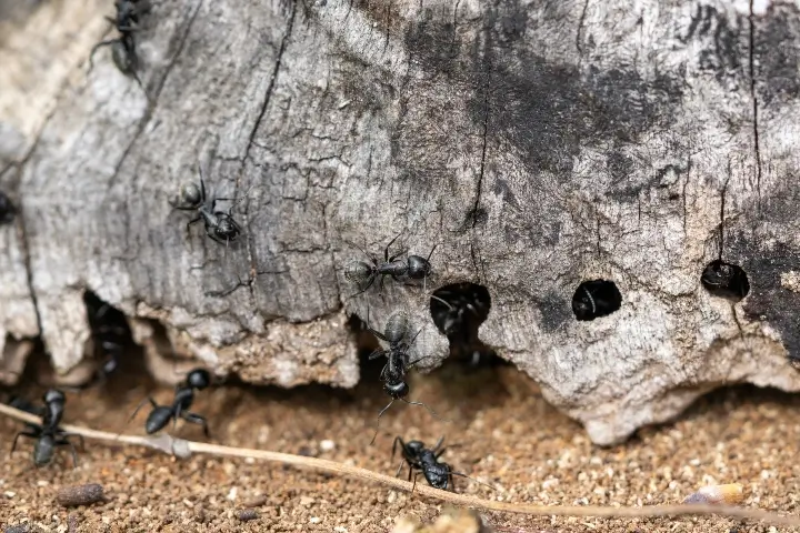 Carpenter ants with pinched waist on piece of wood in South Carolina yard | Rocket Pest Control