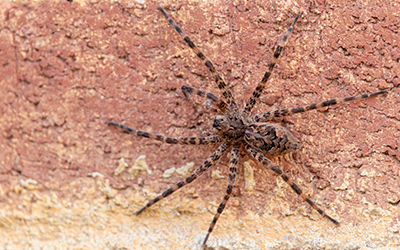 hobo spider, a mildly venomous spider found in the southeast, found outside southern tennessee home