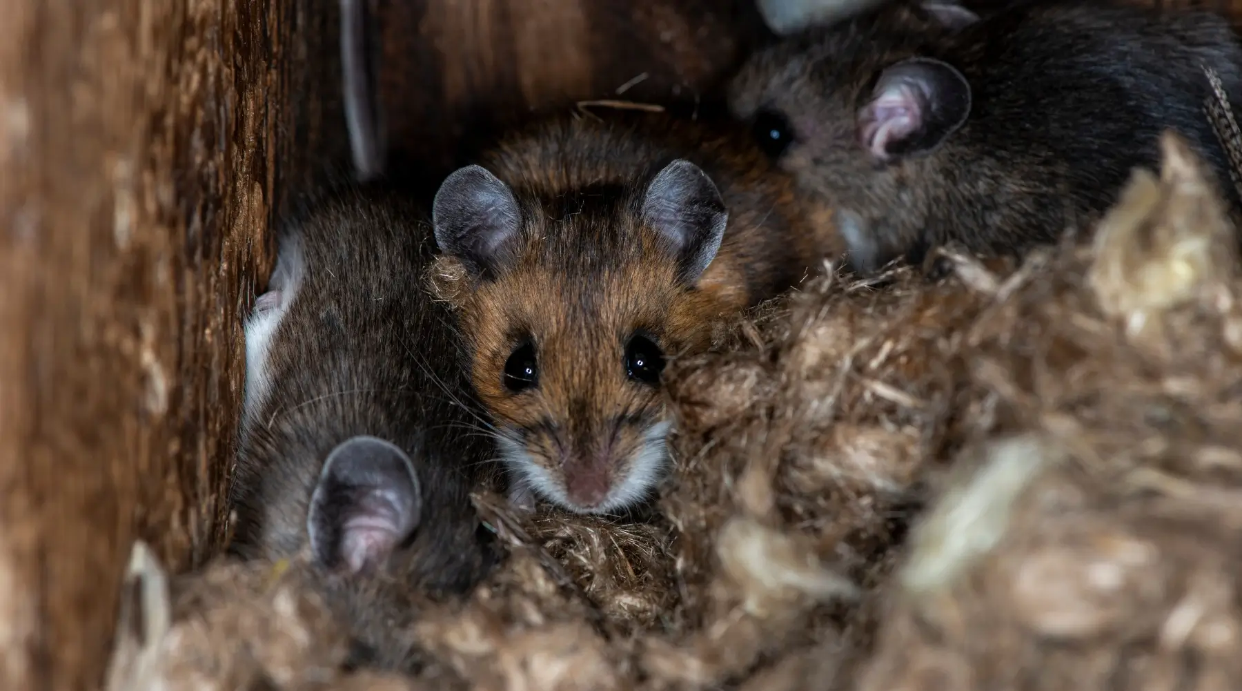 Where Do Rodents Go in the Winter? in South Carolina, North Carolina, & Georgia