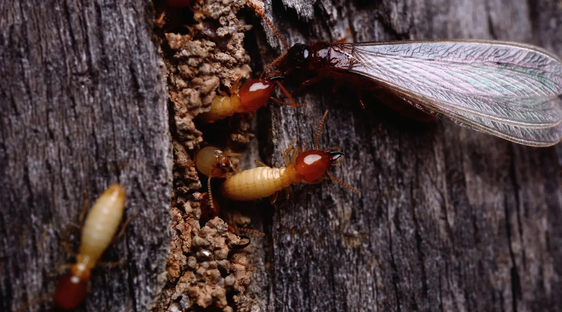 Termites or Ants – How to Tell the Difference in South Carolina, North Carolina, & Georgia