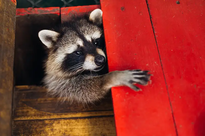 Raccoon coming out of an entry way