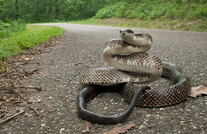 Large adult Eastern gray black rat snake on a road with a defensive posture