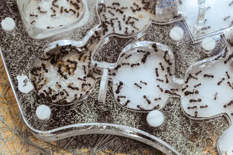 Closeup of an ant colony farm