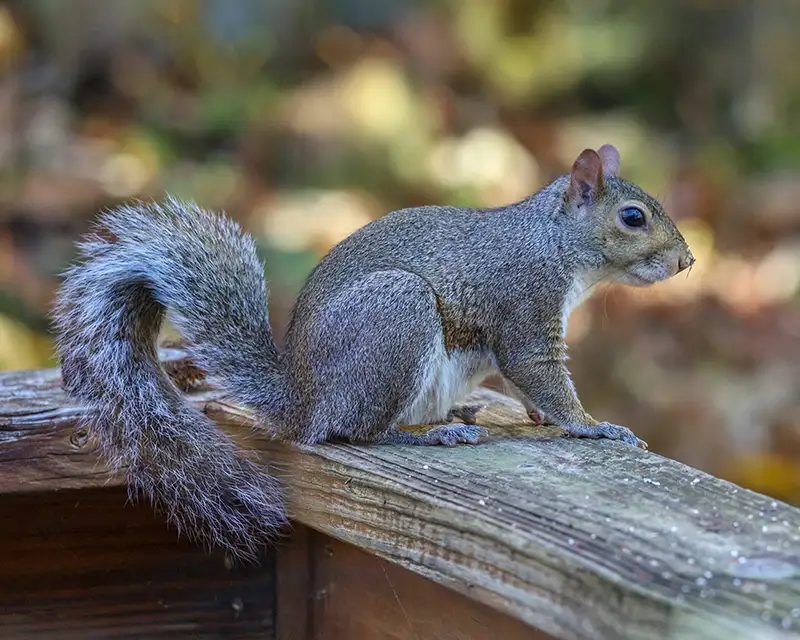 Eastern gray squirrel on a wooden deck in the southeastern U.S.