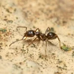 learn how to identify argentine ants, one of the most common ants in the southeast