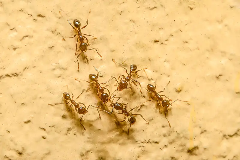 Group of Argentine ants on a yellow-white wall