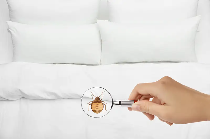 Closeup of a hand with a magnifying glass detecting a bed bug on a white bed