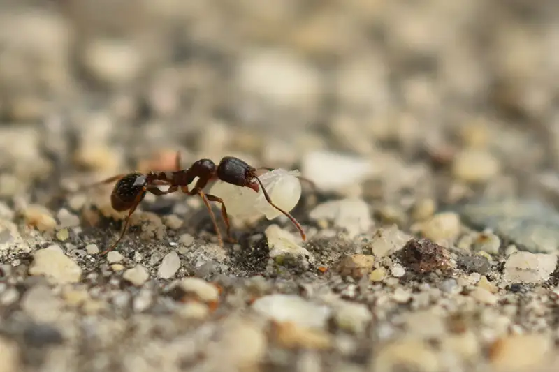 A black ant crawling over pebbles in on the pavement before ant control services from Rocket Pest Control.