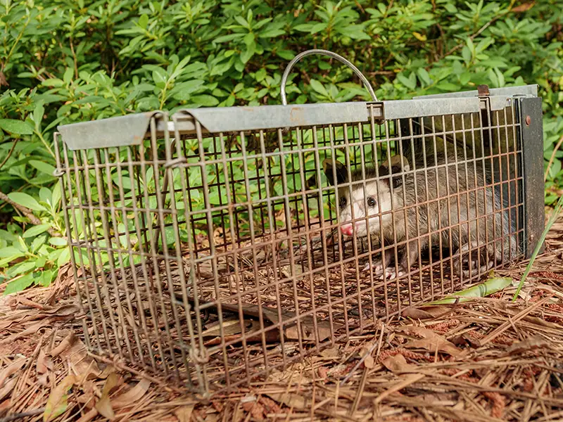 Opossum in a cage for humane relocation as part of Georgia wildlife removal services by Rocket