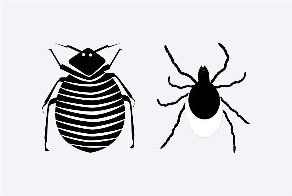 Illustration of a Bed Bug and Tick