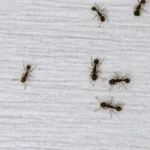 Black ants wandering on a white floor looking for food