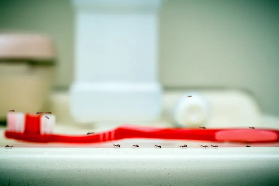 common ants walking along a toothbrush, inside a bathroom