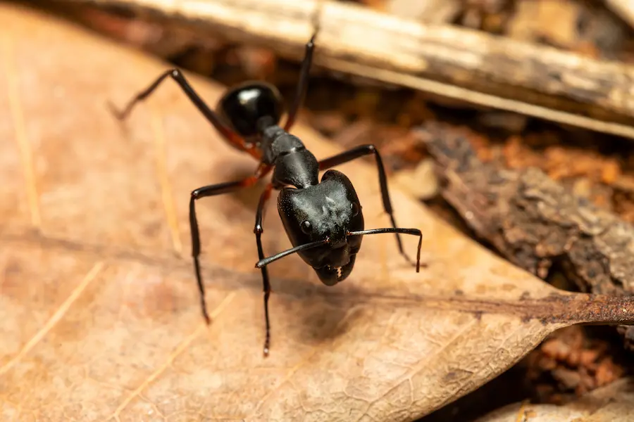 closeup of carpenter ant walking across a leaf, when identifying the ant type