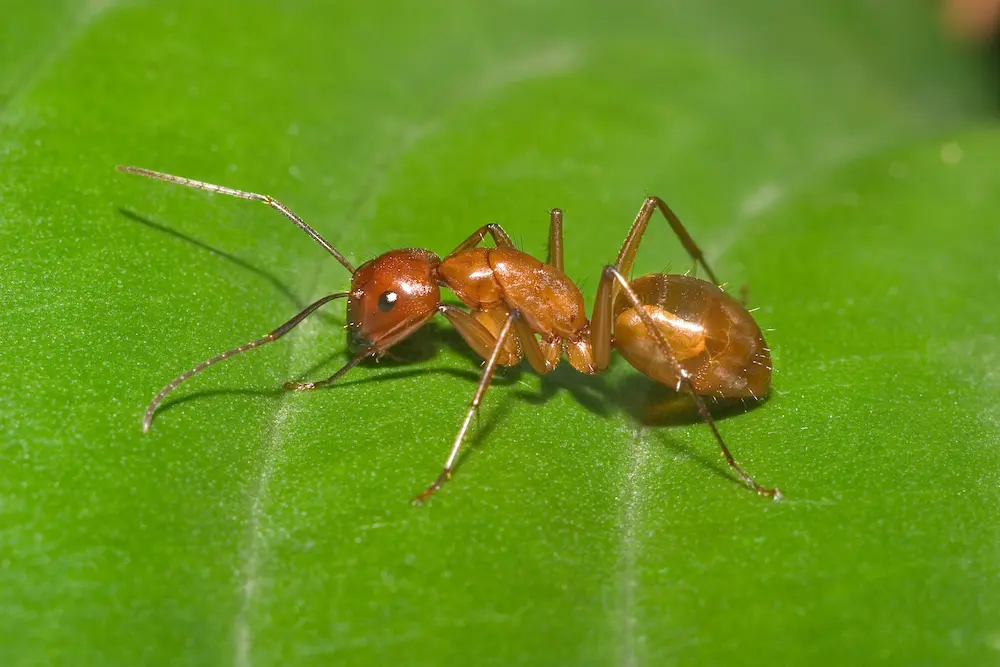 Closeup of a pyramid ant on a leaf