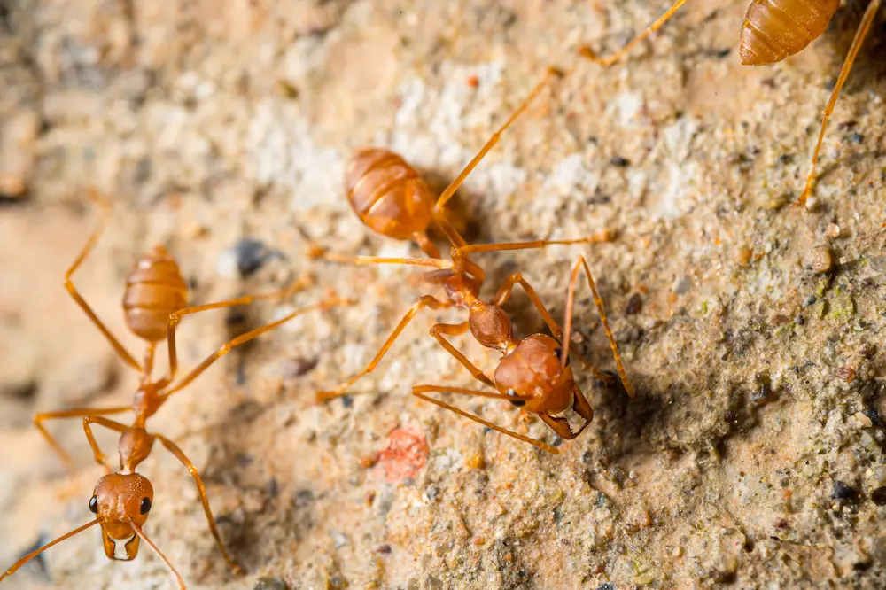 Closeup of two red fire ants on a mound